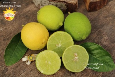 C. aurantifolia Messicana1 - 